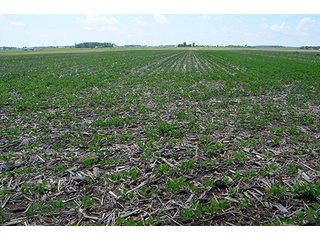 Property photo 50 - LAND AUCTION - 700+/- ACRES OFFERED IN 16 TRACTS IN ALLEN COUNTY, INDIANA